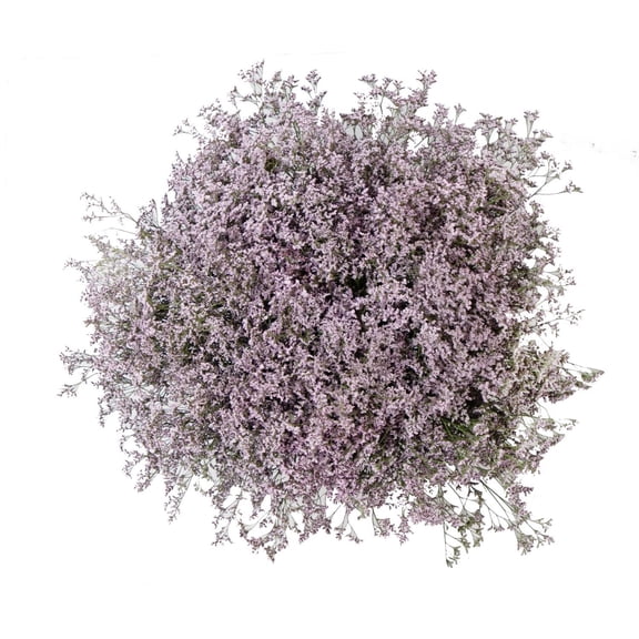 Member's Mark Limonium, 60 Stems, choose color