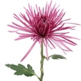 thumbnail image 4 of Member's Mark Spider Mums, choose color and stem count, 4 of 7