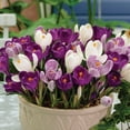 thumbnail image 5 of Member's Mark Landscape Boxed Bulbs, 5 of 11