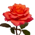 thumbnail image 3 of Member's Mark Garden Roses, 36 stems, Choose color variety, 3 of 6