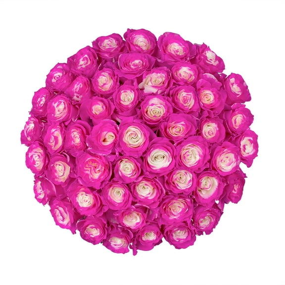 Member's Mark Illusion Roses, choose color and stem count:- 50, Hot Pink