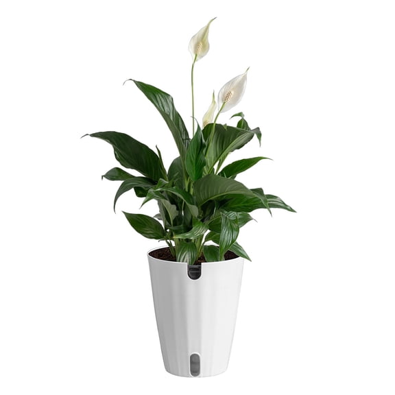 Costa Farms Live 6" Peace Lily in Self-Watering Pot