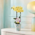 thumbnail image 3 of 3" Yellow Orchid in Temperance Floramx Pot with For You Pick, 3 of 5
