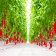 thumbnail image 3 of Ombres Cherry Tomatoes On The Vine, 1.5 lbs., 3 of 4