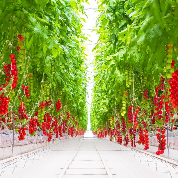 tomatoけい様5点セット Ombres Cherry Tomatoes On The Vine, 1.5 lbs. - Samsclub.com