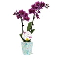 thumbnail image 1 of 3" Dark Purple Orchid in Temperance Floramx Pot with For You Pick, 1 of 4