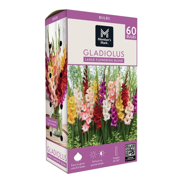 Member's Mark Gladiolus Large Flowering Blend Dormant Bulbs, 60pk