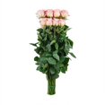 thumbnail image 5 of Member's Mark Ecuadorian Premium Roses, choose color variety and stem count, 5 of 5