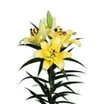 thumbnail image 2 of Member's Mark Oriental Trumpet Lilies, Choose color and stem count, 2 of 2