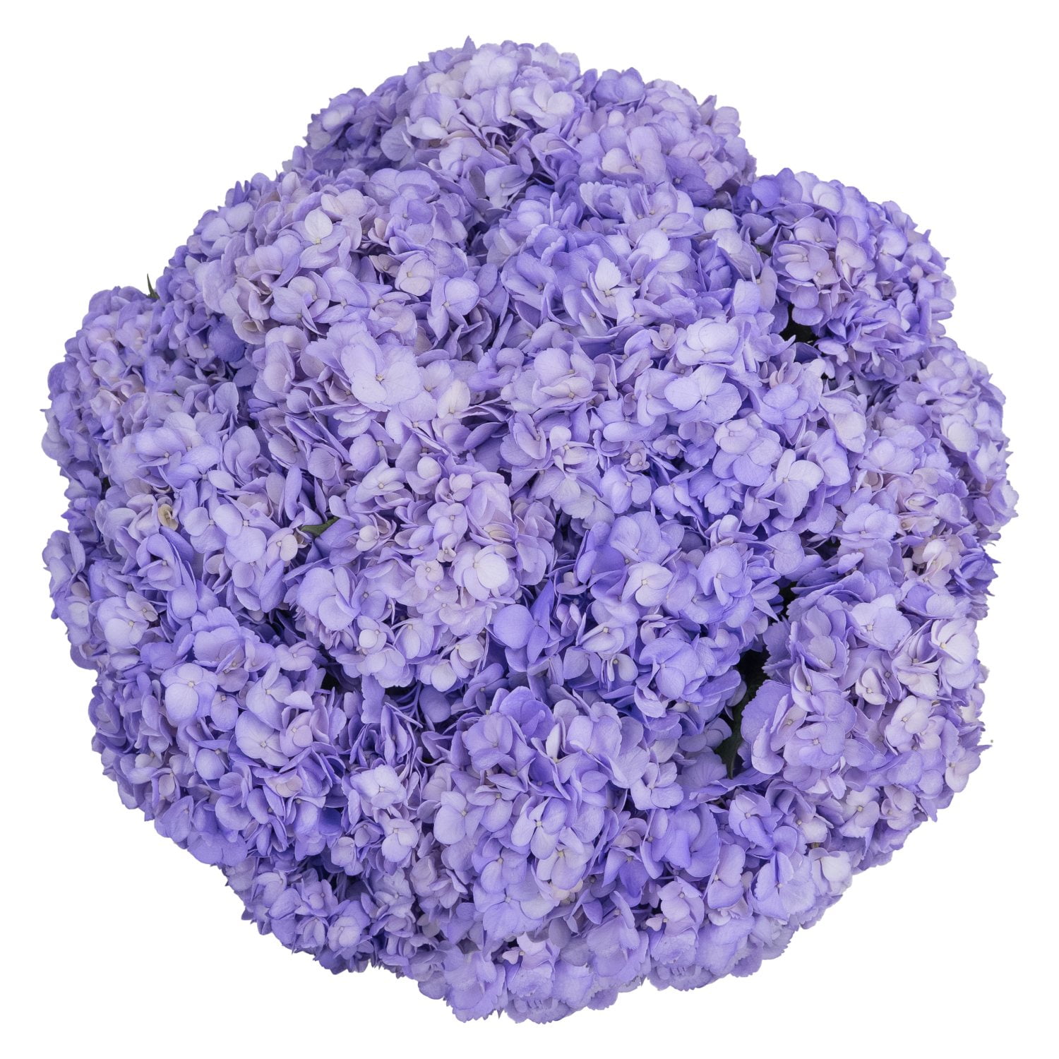 Member's Mark Color Enhanced Hydrangeas, 20 stems, choose