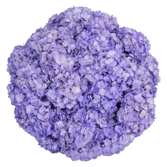 Member's Mark Color Enhanced Hydrangeas, 20 stems, choose color
