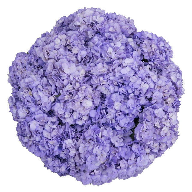 Member's Mark Color Enhanced Hydrangeas, 20 stems, choose color