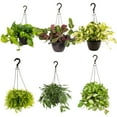 thumbnail image 1 of Costa Farms 8" Exotic Angel Plant in Hanging Basket, 1 of 5