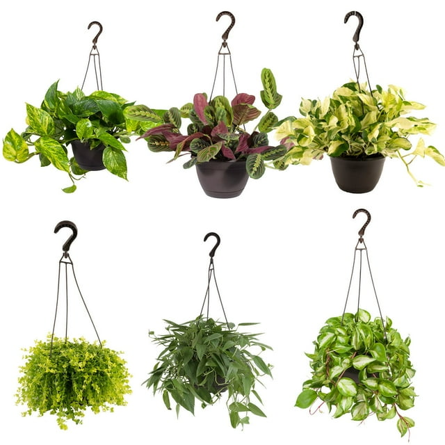 Costa Farms 8" Exotic Angel Plant in Hanging Basket