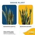 thumbnail image 5 of Costa Farms 10" Sansevieria Tropical Plant in Deco Pot, 5 of 9