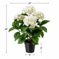 thumbnail image 5 of Artificial 36" Hydrangea Bush in Black Grower's Pot, Assorted Colors, 5 of 5