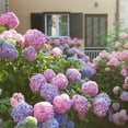 thumbnail image 1 of Hydrangea or Lilac Shrubs 2 pk., 1 of 15