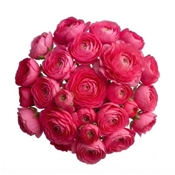Ranunculus, 60 stems, choose color