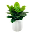 thumbnail image 1 of Artificial Premium Rubber Plant in Fluted Off White Pot, 1 of 5