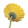 thumbnail image 6 of Member's Mark Gerbera Daisies, choose color and stem count, 6 of 8