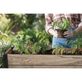thumbnail image 5 of Keter Signature Collection 29 Gal. Resin Elevated Garden Bed, 5 of 9