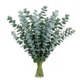 thumbnail image 1 of Member's Mark Baby Blue Eucalyptus 200 stems, 1 of 5