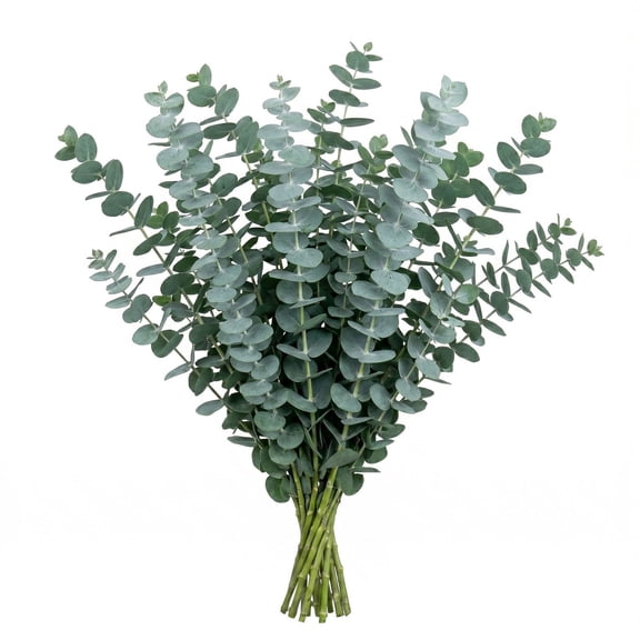 Member's Mark Baby Blue Eucalyptus 200 stems