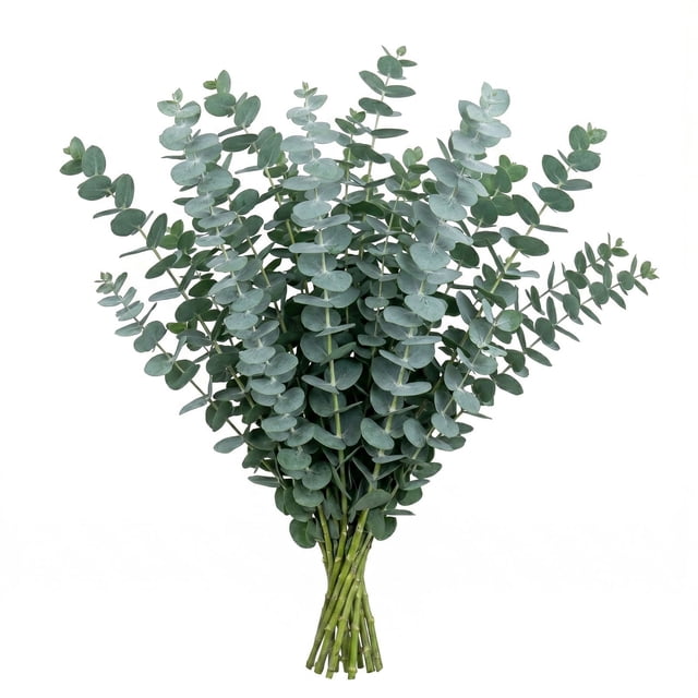 Member's Mark Baby Blue Eucalyptus 200 stems