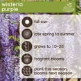 thumbnail image 6 of Member's Mark Wisteria & Hydrangea Wisteria Purple & Hydrangea Peegee Pink Dormant Bulbs, 2pk, 6 of 9