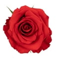 thumbnail image 3 of Member's Mark Ecuadorian Premium Roses, choose color variety and stem count, 3 of 6