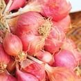 thumbnail image 5 of Member's Mark Garlic, Onions & Shallots, 200pk, 5 of 10
