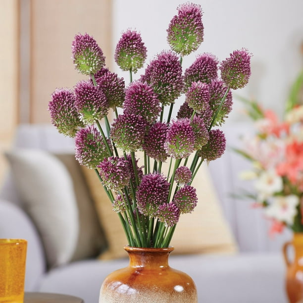 Member's Mark Allium Collection Dormant Bulbs, 45pk - Samsclub.com