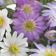 thumbnail image 4 of Member's Mark Anemone Ground Cover Blend Dormant Bulbs, 90pk, 4 of 10