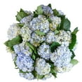 thumbnail image 1 of Member's Mark Hydrangeas, choose color and stem count, 1 of 4