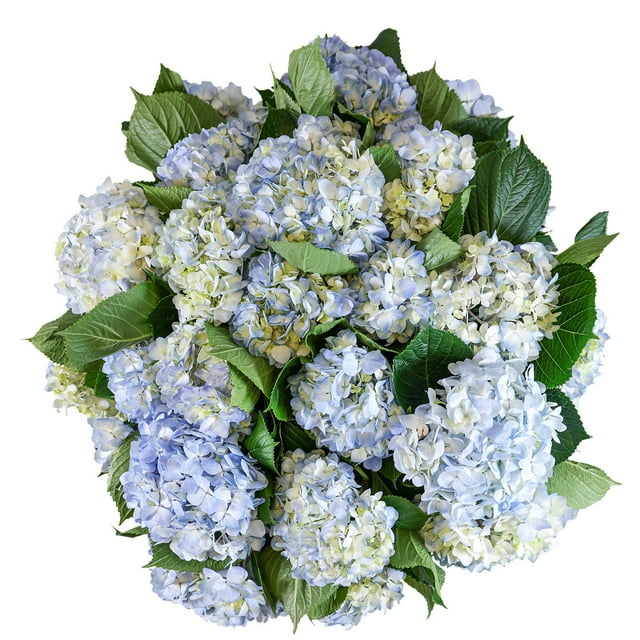 Member's Mark Hydrangeas, choose color and stem count