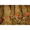 thumbnail image 4 of Al Capone Sweets Cognac Dipped Filter Cigarillos 2 ct., 60 pk., 4 of 4