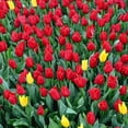 thumbnail image 5 of Member's Mark Tulip Red Impression Dormant Bulbs, 45pk, 5 of 7