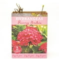 thumbnail image 11 of Hydrangea or Lilac Shrubs 2 pk., 11 of 15