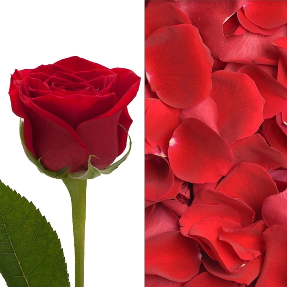 Member's Mark Roses and Petals Combo, 75 stems+ 2,000 petals, choose color