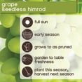 thumbnail image 6 of Member's Mark Grape Himrod White Seedless, 2pk, 6 of 9