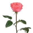 thumbnail image 3 of Member's Mark Ecuadorian Premium Roses, choose color variety and stem count, 3 of 6