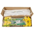 thumbnail image 4 of Member's Mark Gerbera Daisies, choose color and stem count, 4 of 4
