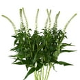 thumbnail image 1 of Member's Mark Veronica Flower, 100 stems, choose color, 1 of 4