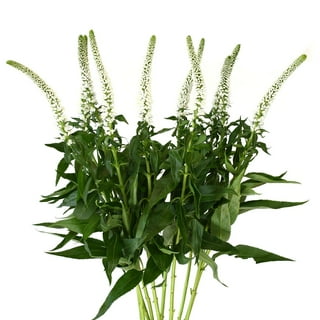 Member's Mark Veronica Flower, 100 stems, choose color