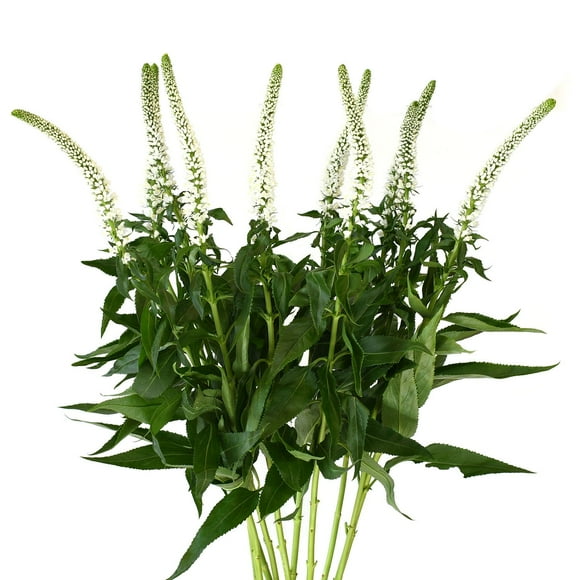Member's Mark Veronica Flower, 100 stems, choose color