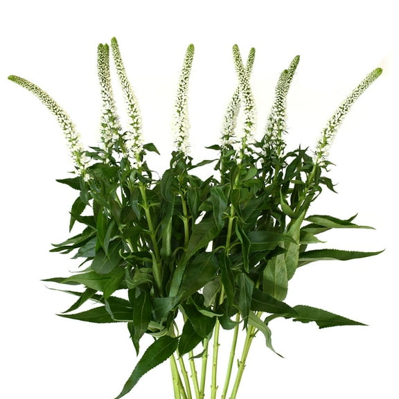 Member's Mark Veronica Flower, 100 stems, choose color