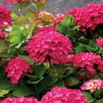 thumbnail image 4 of Hydrangea or Lilac Shrubs 2 pk., 4 of 15