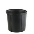 thumbnail image 3 of Costa Farms 12" Ficus Column Plant in Grower Pot, 3 of 5