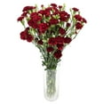 thumbnail image 3 of Member's Mark Mini Carnations, Choose color and stem count, 3 of 6