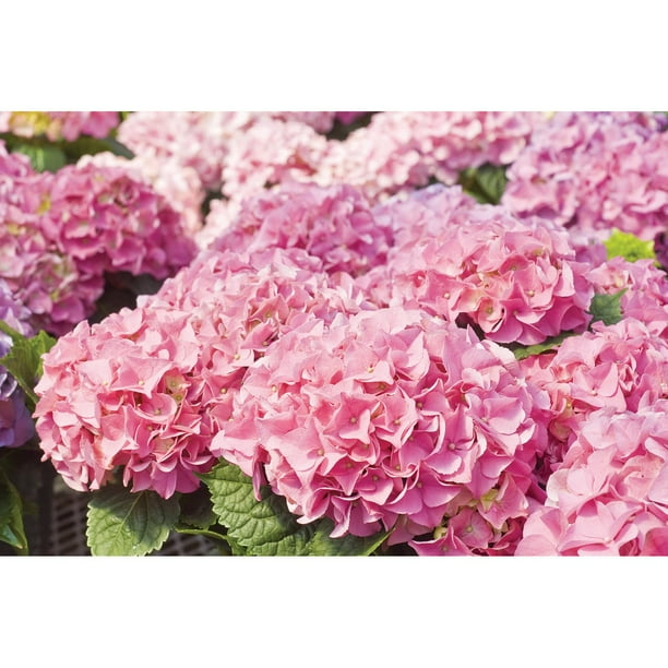 Hydrangea or Lilac Shrubs 2 pk. - Samsclub.com